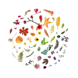 Botanicals Art Contest 