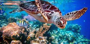 فرصة تطوع من أجل الحفاظ على السلاحف البحرية في المكسيك من مؤسسة Projects Abroad