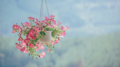 Free Online Course: Flower Arranging