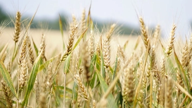 Free Online Course from EIT Food: Innovation in Arable Farming