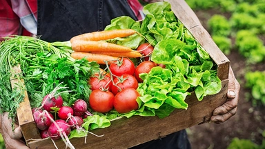 Free Online Course offered by Alison: Introduction to Growing Organic Food Sustainably