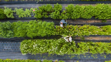 Free Online Course offered by Alison: Growing Organic Food Sustainably