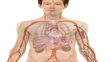 Free Online by FutureLearn: What Is the Body?