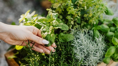 Free Online Course by Alison: How to Use Garden Herbs