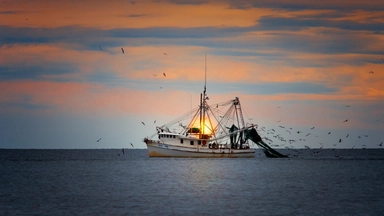 Free Online Course by EIT Food and FutureLearn on Sustainable Seafood: Barriers and Opportunities in the Fishing Industry