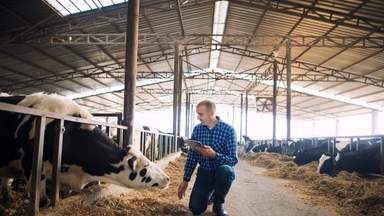 Online Course By EIT Food: Animal Feed Production: Feed Safety