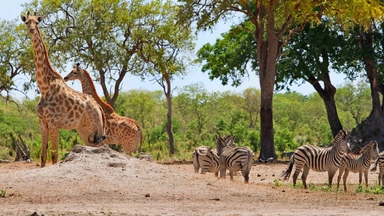 Free Online Course offered Future Learn: Nature and Wildlife Conservation