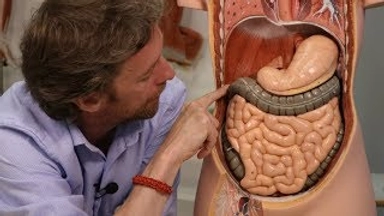 Free Online Course by FutureLearn: Anatomy: Know Your Abdomen