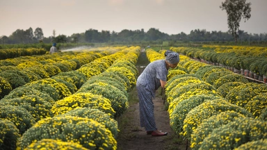 Free Online Course on offered By FutureLearn: Climate Change and Resilience in Food Systems