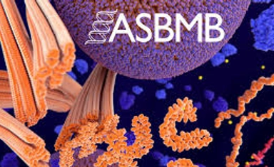 منحة ASBMB الجامعية للطلاب في الكيمياء الحيوية والعلوم الجزيئية 2026