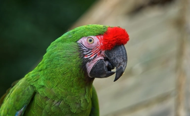 Global Comic Awards 2026 with Large Cash Prizes