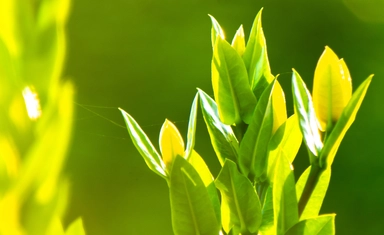 مسابقة Future For Nature الدولية بجائزة 50,000 يورو لحماية الطبيعة