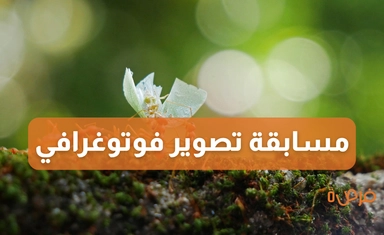 مسابقة التصوير الفوتوغرافي للحشرات لعام 2025 من الجمعية الملكية لعلم الحشرات