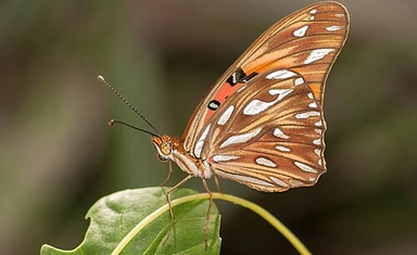 Royal Entomological Society 2026 Insect Photography Competition -£750