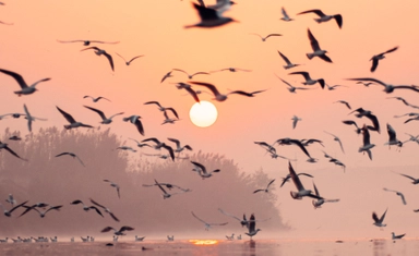 International Bird Photography Competition with a Grand Prize of GBP 3,000