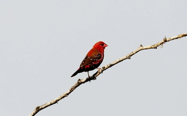 Small Birds Photo Contest offered by Photocrowd