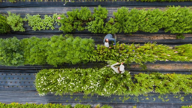 Free Online Course offered by Alison: Growing Organic Food Sustainably