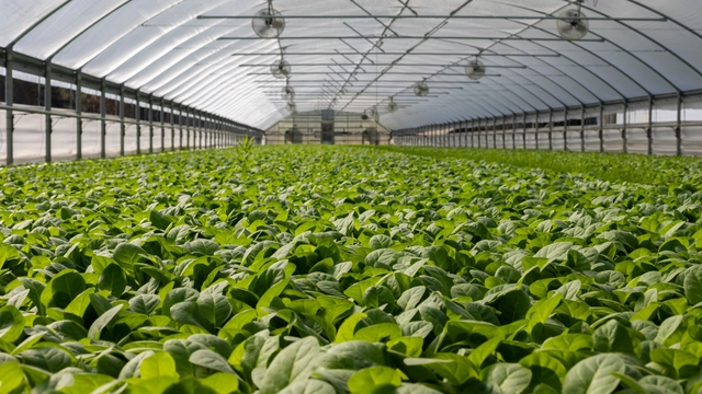 Free Online Course on Agriculture: Smart Food Urban Farming offered By FutureLearn