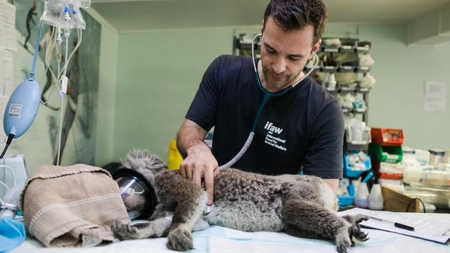 Free Online Course offered by FutureLearn: Virtual Work Experience and Exploring the Veterinary Profession