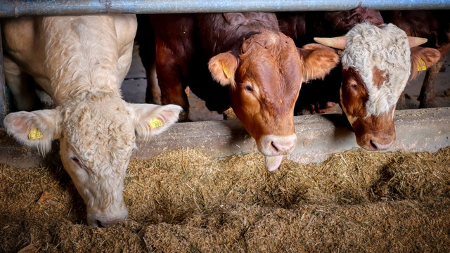 دورة مجانية عبر الإنترنت بعنوان (إنتاج الأعلاف الحيوانية: سلامة العلف) من FutureLearn