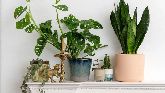 Free Online Course from Skillshare: Happy Homeplants; Caring for Your Plants