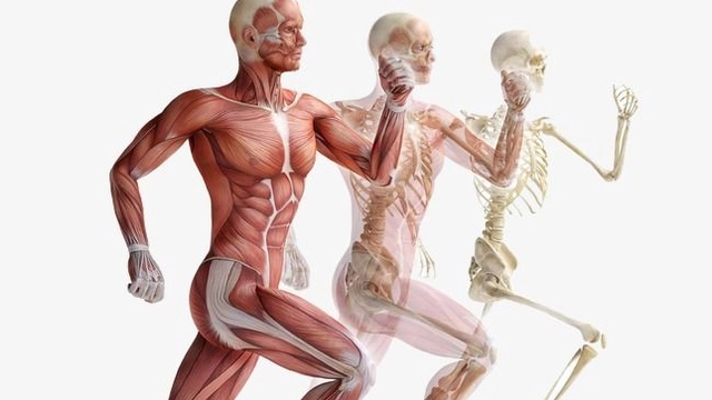 Free Online Course offered by Future Learn on Musculoskeletal System and Aging