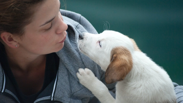 Free Online Course on Animal Behaviour and Welfare by Coursera