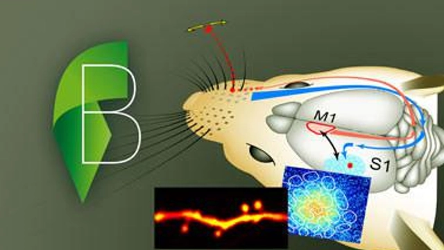 Free Online Course offered by edX: Cellular Mechanisms of Mammals Brains' Functions