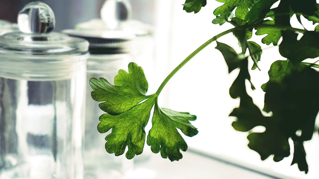 Online Course by Udemy Themed “Herbalism :: Medicinal Kitchen Herbs & Spices Certificate”