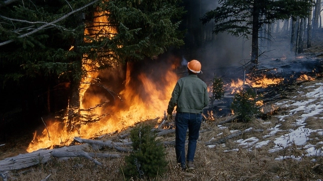 Free Online Course by FutureLearn on Bushfires: Response, Relief and Resilience