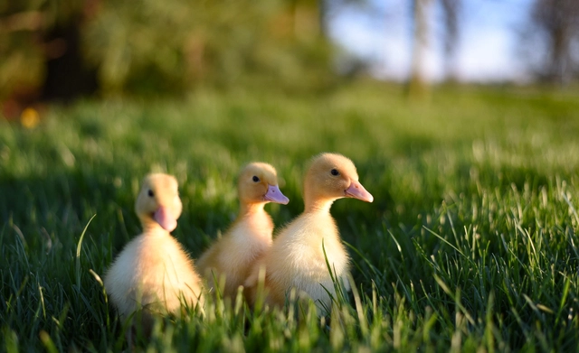 مسابقة صور الحيوانات والطيور الصغيرة بجوائز قيمتها 700 دولار من Viewbug