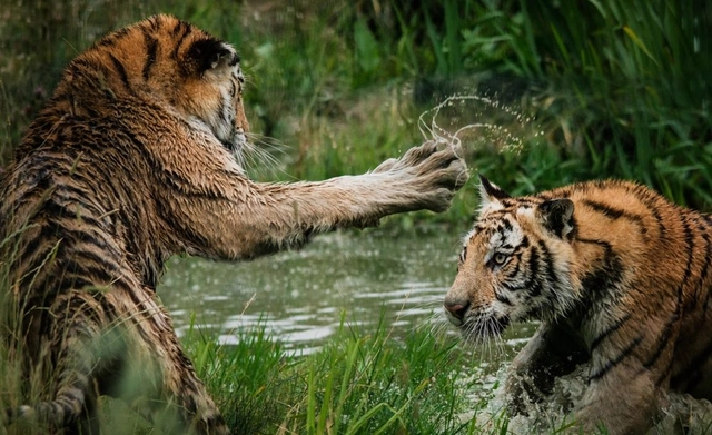 مسابقة تصوير فوتوغرافي للحياة البرية وجائزة قدرها 5000 دولار أمريكي من منظمة Africa Geographic