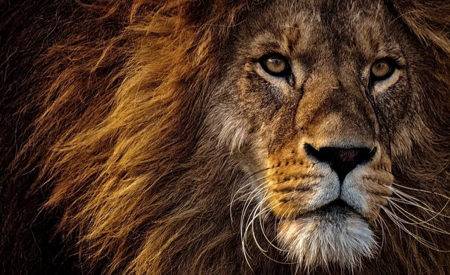 Grants of 50,000 USD for Projects in Recovery of Species on the Brink of Extinction Provided 2020