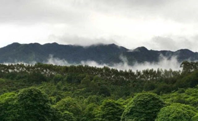 Ancient Tree Civilization and Residence Future International Architectural Design Competition with 1.5 Million RMB