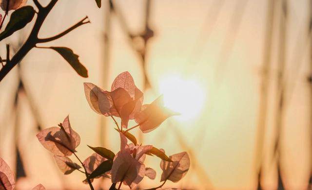 International Opportunity for Photographers to Win Cash Prizes of up to $3,000