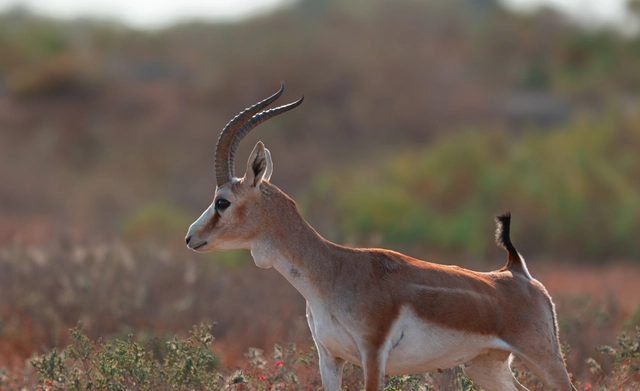 منحة محمد بن زايد لدعم مشاريع حماية الحياة البرية بقيمة تصل إلى 25,000 دولار 2026