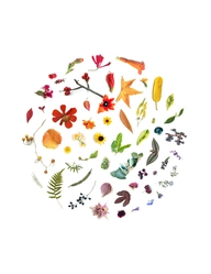 Botanicals Art Contest 