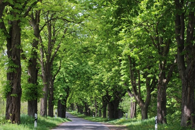 Grants of $10,000 for Agricultural researchers from TREE Fund 2020