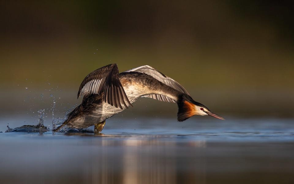 Chance to Win Cash Prize £5,000 in Bird Photographer of the Year Photo ...