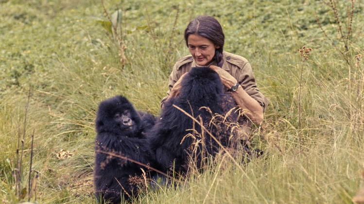 Research Grant Worth $750 in Primate Conservation from American Society ...
