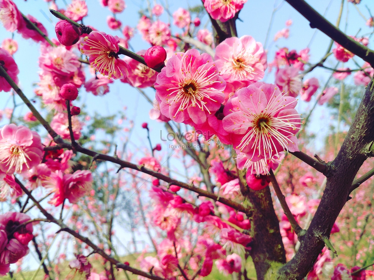 A photography contest entitled Spring Flowers and the chance to win ...