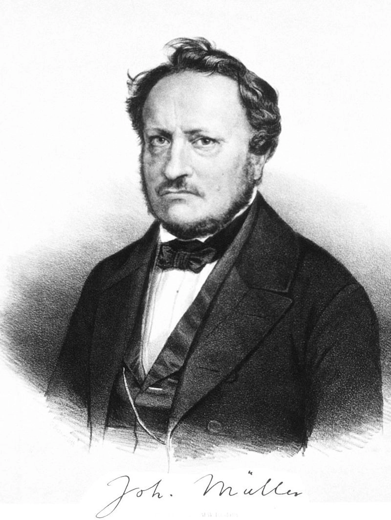يوهانس بيتر مولر، Johannes Peter Müller